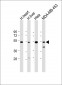 FBXL2 Antibody (C-term)